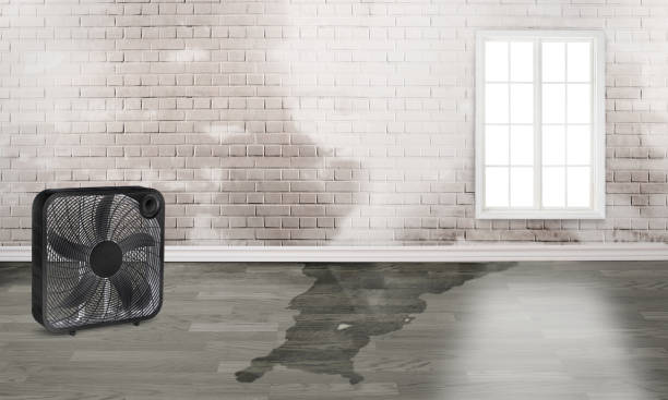 Best Local water damage restoration  in Woodville, AL